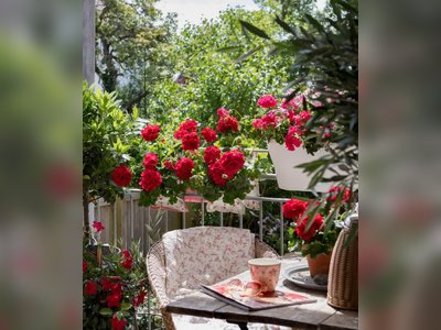Planting Geraniums After Winter: Follow These Tips for a Summer Full of Blooms