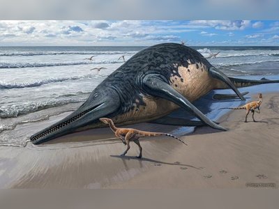 Giant Sea Creature Washes Ashore in England