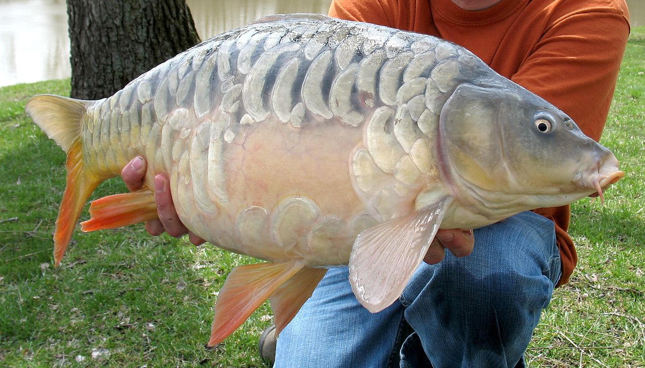 Ministry: Szeged mirror carp gets EU protected geographical indication status