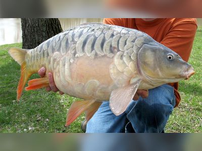 Ministry: Szeged mirror carp gets EU protected geographical indication status