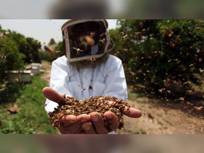 Bee gold: Why honey is an insect superfood