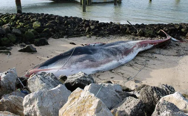 Massive Whale Dies After Getting Stranded In Northern France