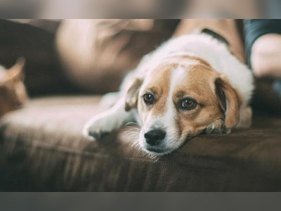 Alpha Covid Variant Detected In Dogs, Cats