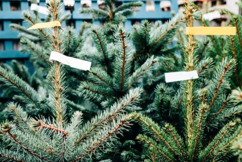 Christmas tree prices set to rise 10-20%