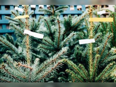 Christmas tree prices set to rise 10-20%