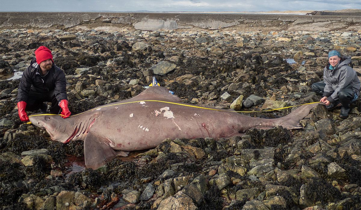 Wexford shark: Rare 14ft fish washes up on beach