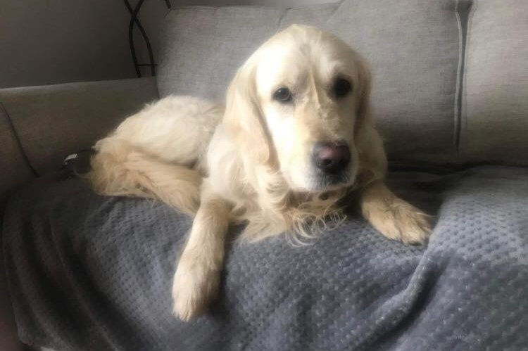 A lost dog in Northern Ireland was found 26 days later after walking more than 40 miles to the home of his former owners