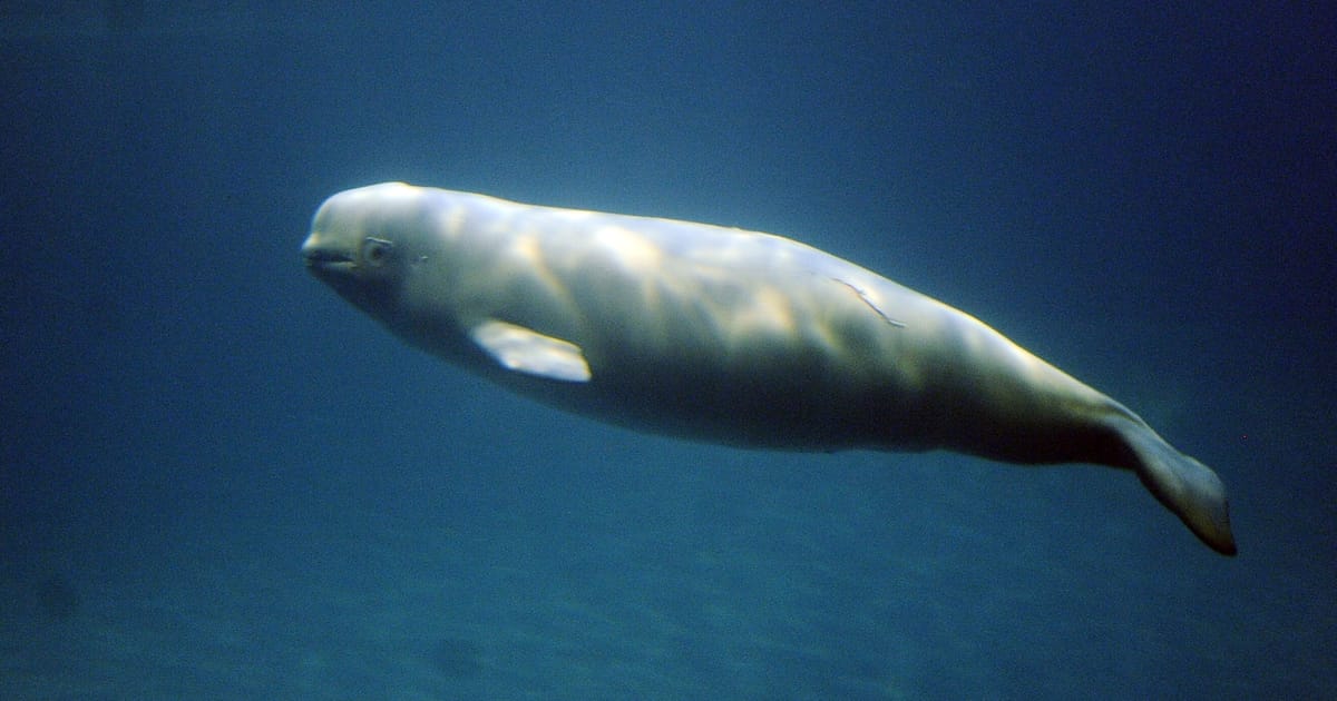Spy Whale Returns with a Vengeance: Beluga Spotted off Coast of Sweden