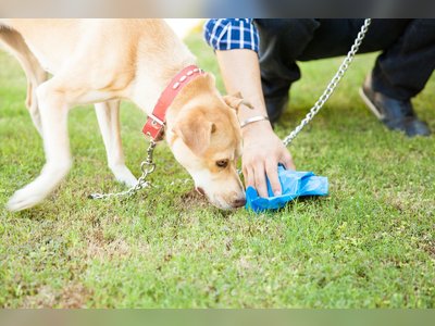 Dog feces may pose potential zoonotic risks, indicating a possibility of transmitting diseases from animals to humans