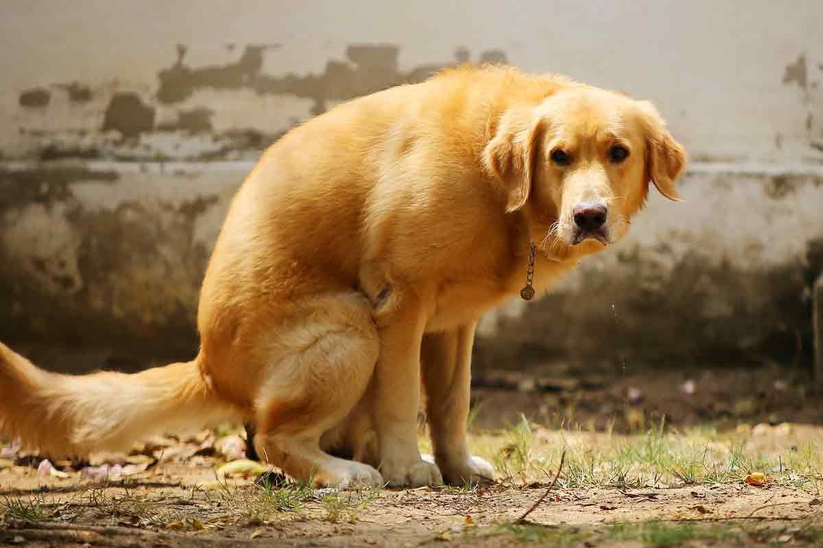 Dog feces may pose potential zoonotic risks, indicating a possibility of transmitting diseases from animals to humans