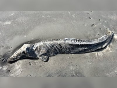 Mysterious Mummified Creature Discovered in the Ocean