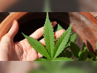 Germany Legalizes Marijuana