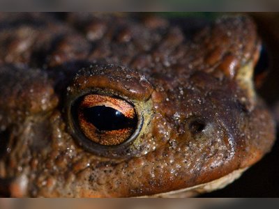 New Craze Alert: "Miracle" Toad Venom Touted as the Modern World's Panacea