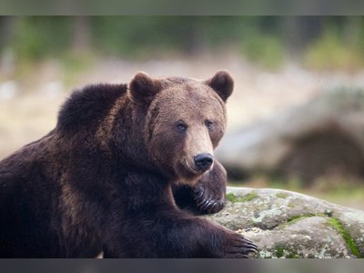 Slovakia Considers Culling Problem Bears as Attacks Increase