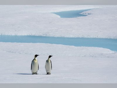 Thousands of Penguins Perish Due to Global Warming